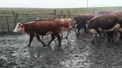 Lote (Vendido)42 Vacas de Invernada CRUZAS 400kg -  en MERCEDES