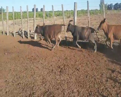 Lote 90 Terneras en Capital, Santiago del Estero