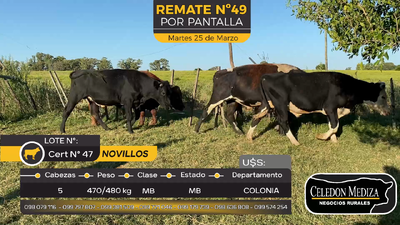 Lote 5 Novillos en La Horqueta, Colonia