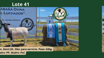 Lote PxC