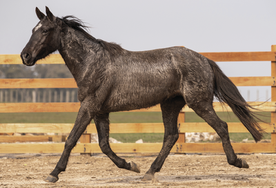 Lote VERDES MARES BILBAO