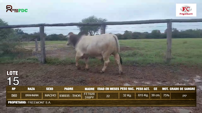 Lote Machos BRAHMAN en Pioneros del Chaco S.A.