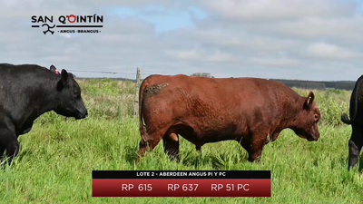 Lote LOTE 2 - ABERDEEN ANGUS PI Y PC