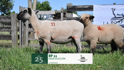 Lote Lote 25