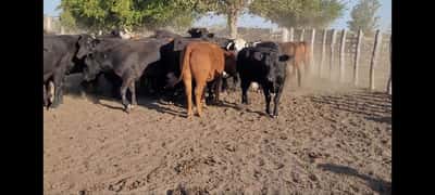 Lote 34 Novillos en Villaguay, Entre Ríos