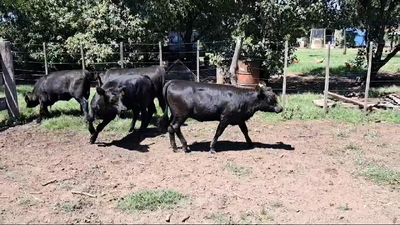 Lote TERNERAS