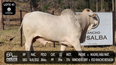 Lote LOTE 41