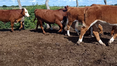 Lote 10 Terneros