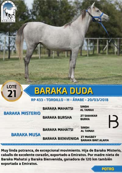 Lote BARAKA DUDA