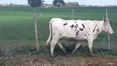 Lote (Vendido)Vaquillonas Vacas Preñadas HOLANDO en AGRACIADA