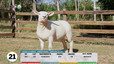 Lote LOTE 21