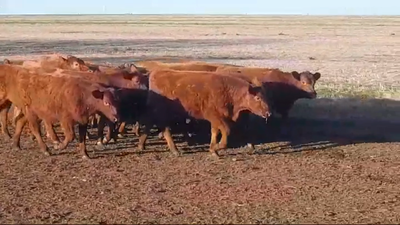 Lote (Vendido)16 Terneras ANGUS/ BRA/ LIM - COLORADAS 190kg -  en COSTAS DE VACA