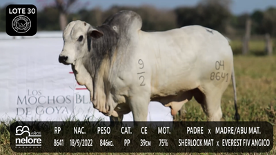 Lote LOTE 30