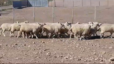 Lote (Vendido)20 Corderos 30kg -  en BARKER