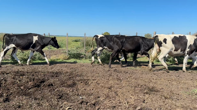 Lote NOVILLOS 1 a 2 AÑOS