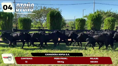 Lote LOTE 4