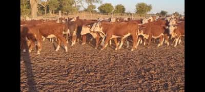 Lote 100 Terneros/as en Villaguay, Entre Ríos