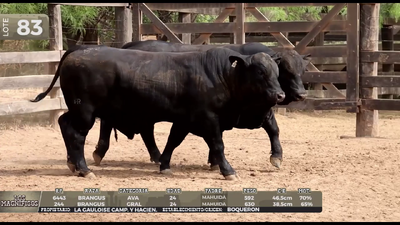 Lote LOTE 83