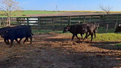 20 Terneros Angus  300kg - , Colonia