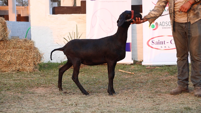 Lote Lote 5 - Ovinos
