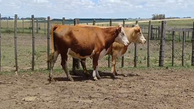 Lote VACAS DE INVERNADA
