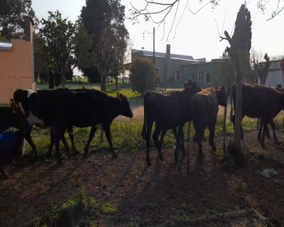 Lote (Vendido)13 Vaquillonas  KIWY 234kg - , Colonia