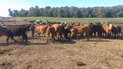 Lote 30 Novillitos en Buenos Aires, Daireaux