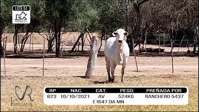 Lote LOTE 51