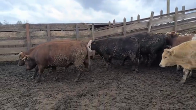 Lote 20 Novillo Gordo en Los Ángeles, VIII Región Biobío