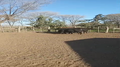 Lote VAQUILLONAS PC Parición primavera