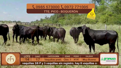 Lote Lote 14