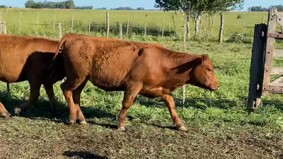 Lote 60 Novillitos