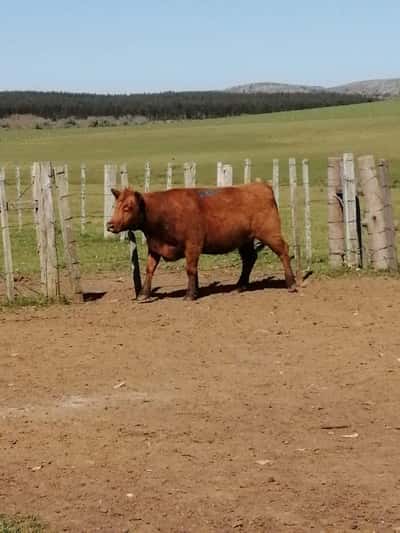 Lote 4 VACAS PREÑADAS SA