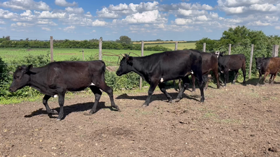 Lote VAQUILLONAS 1 a 2 AÑOS