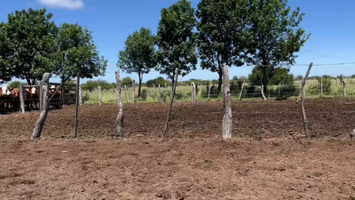 Lote 70 Terneros