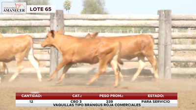 Lote LOTE 65