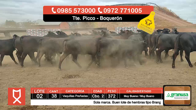 Lote (Vendido)38 Vaquillas Preñadas  372kg - , Boquerón