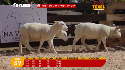 Lote Lote 39