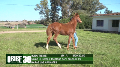 Lote Lote 38