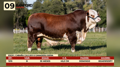 Lote LOTE 9