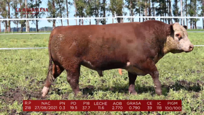 Lote Brete 5 - Polled Hereford