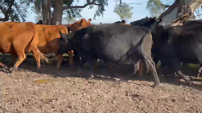 Lote 27 Vacas usadas preñadas en Castelli, Buenos Aires