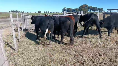 Lote 6 Toros Cruzas en Ruta 23 Km 120