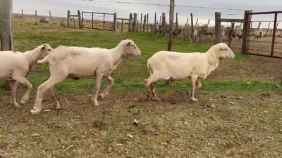 Lote BORREGOS