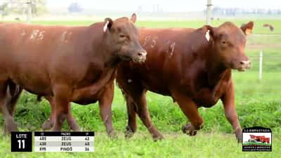 Lote 3 Toros Red Angus, Durazno