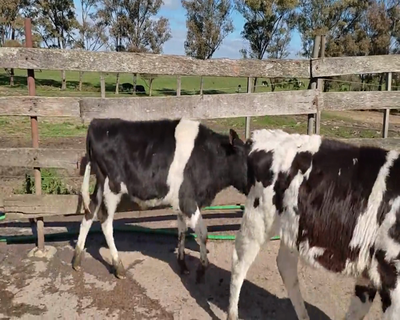Lote (Vendido)7 Terneros HO 150kg - , Soriano