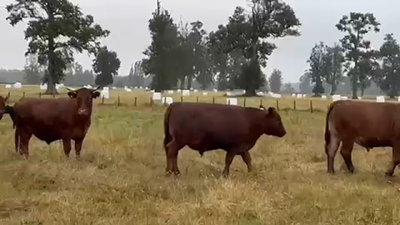 Lote 45 Novillo Gordo en Purranque, X Región Los Lagos