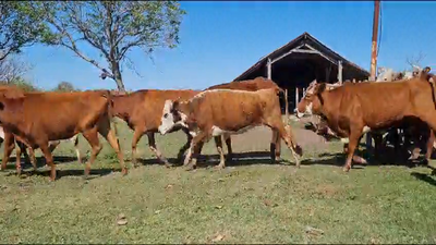 35 Vacas de invernar en Mercedes, Corrientes