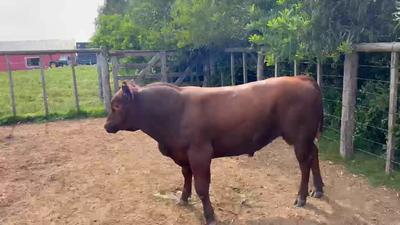 Lote Cabaña El Nano