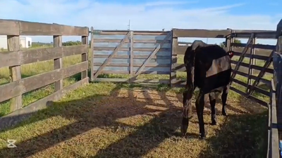 Lote VACAS DE INVERNADA